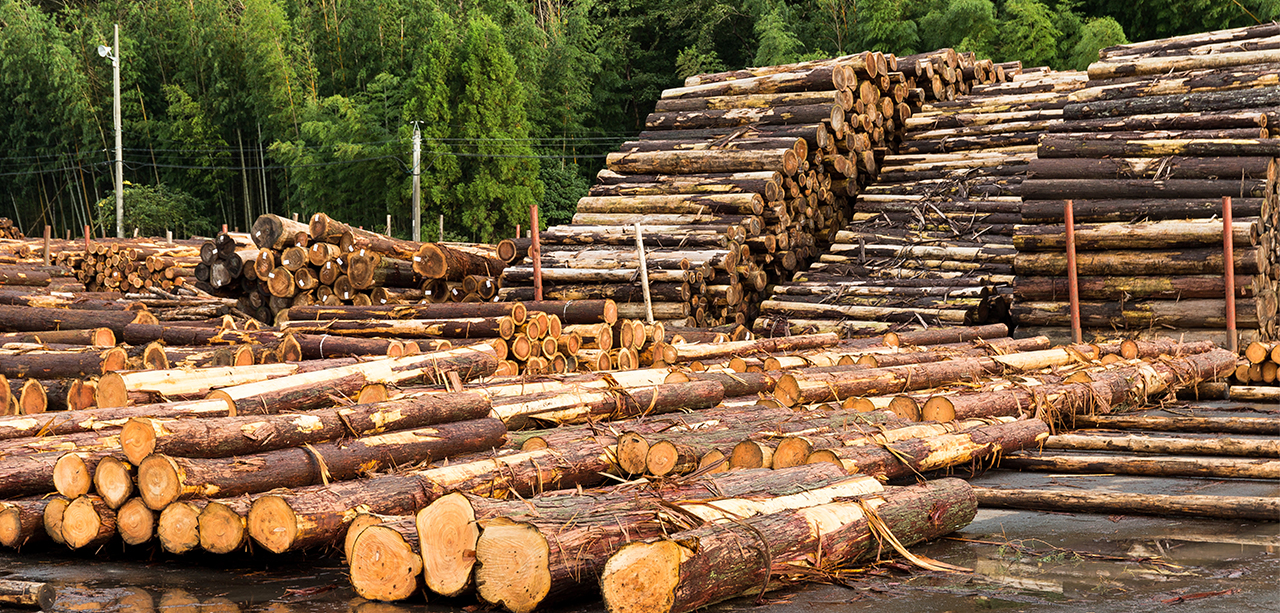 Wood: Sector risk analysis and economic outlook | Coface